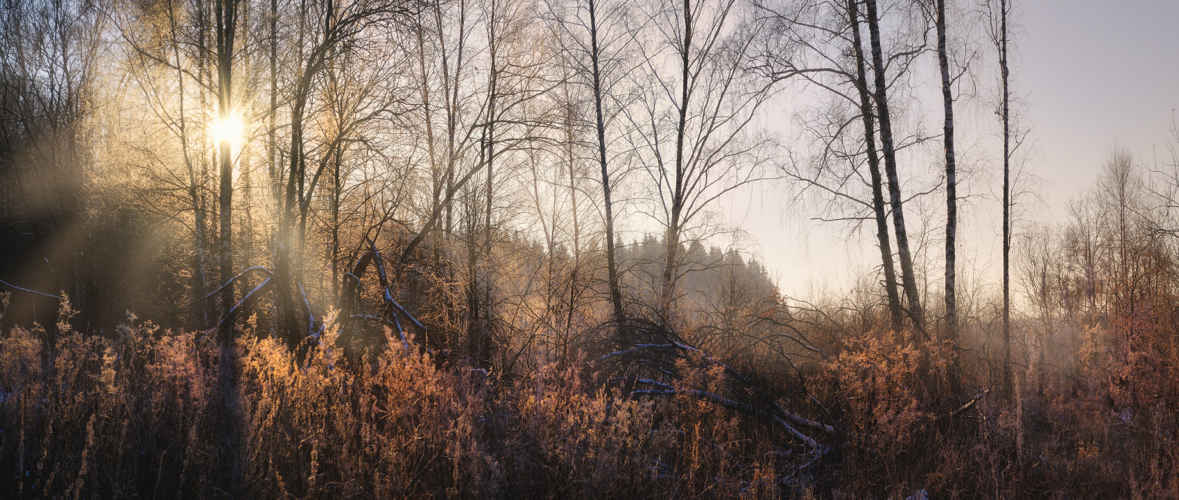 Солнце зимнего дня