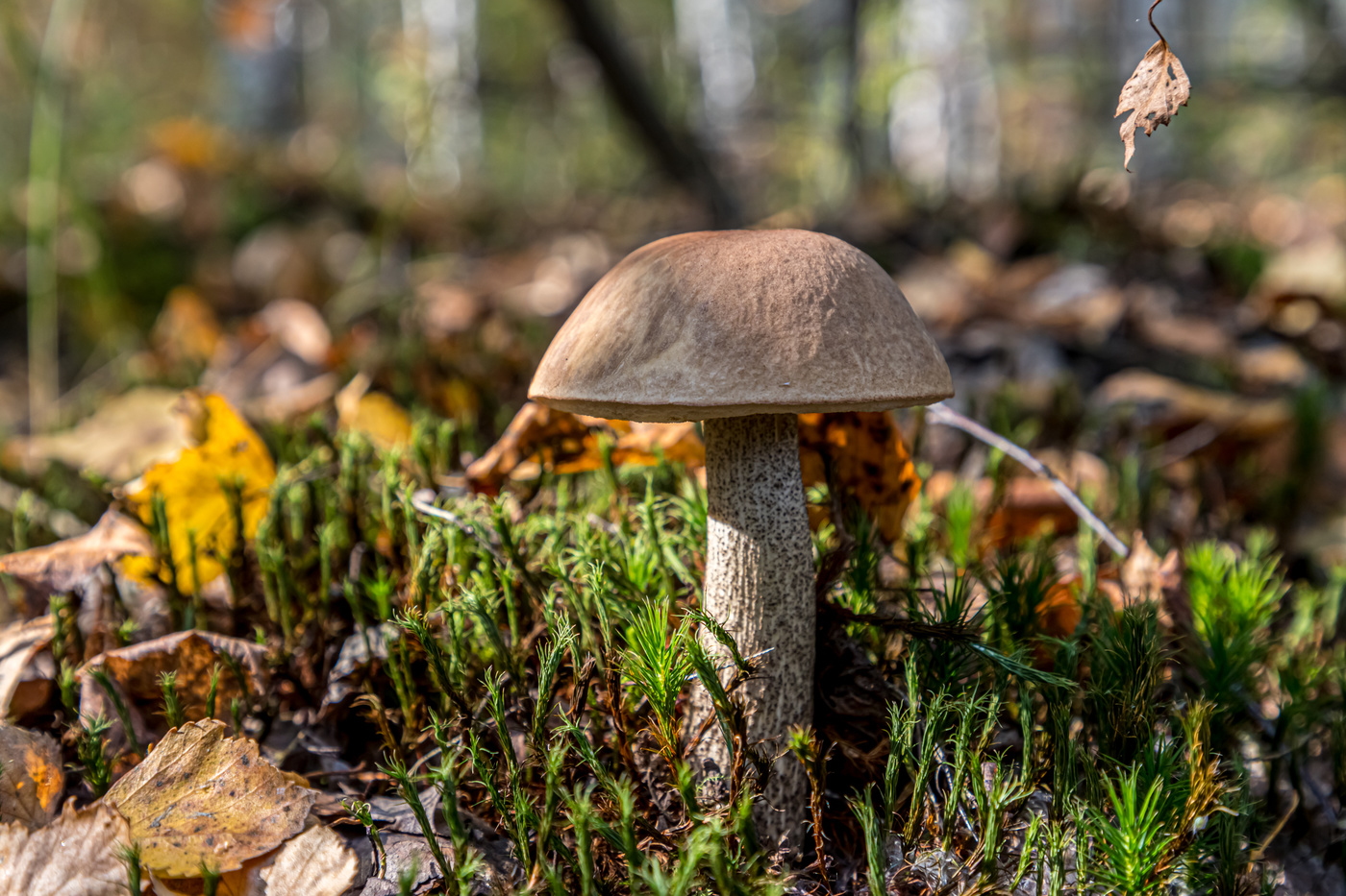 Подберёзовик