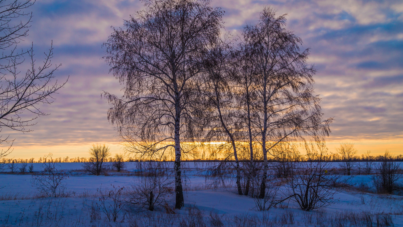 Берёзки зимние в вечерней синеве.
