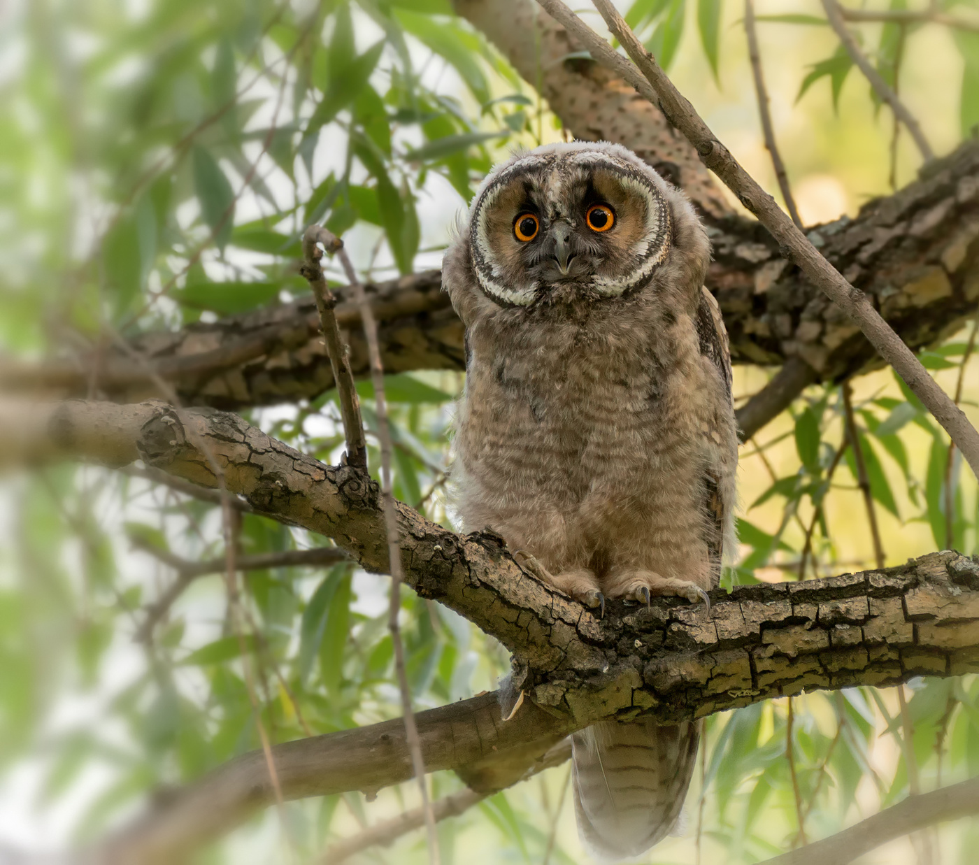 совёнок ушастой совы..
