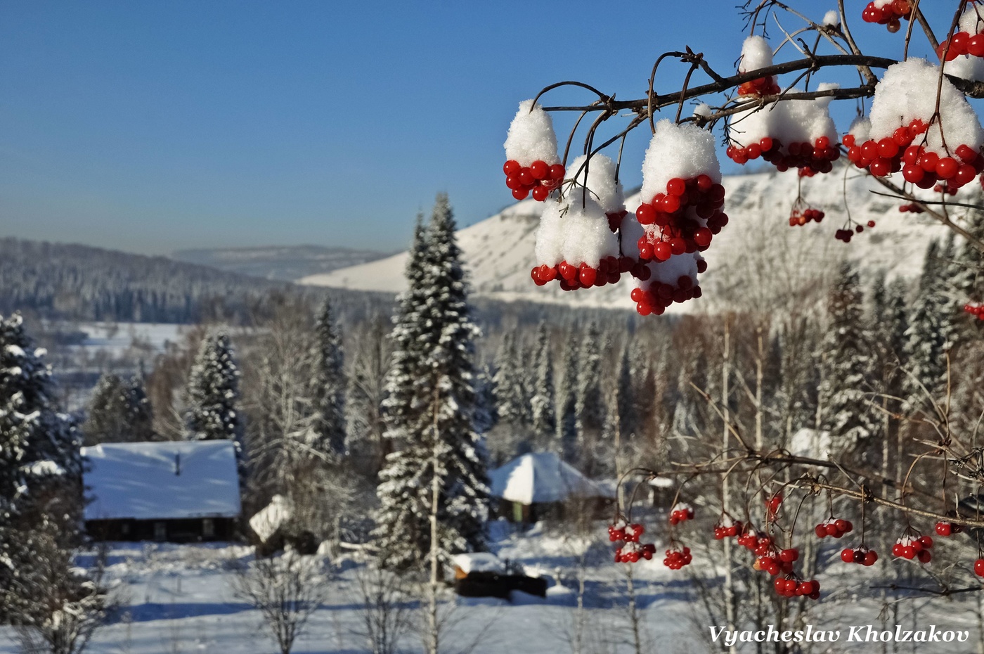 Калина красная на морозе зимой