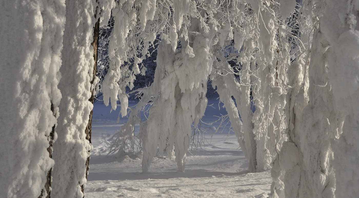 Снежный занавес.