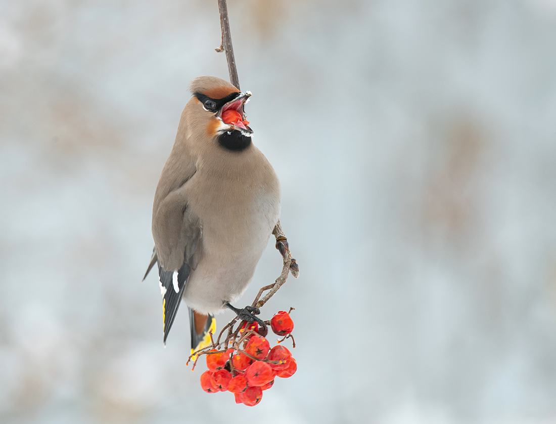 Рябиновое наслаждение