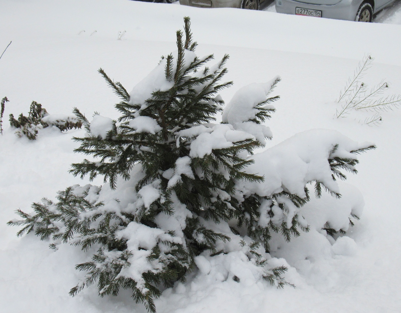 Снежная тайна