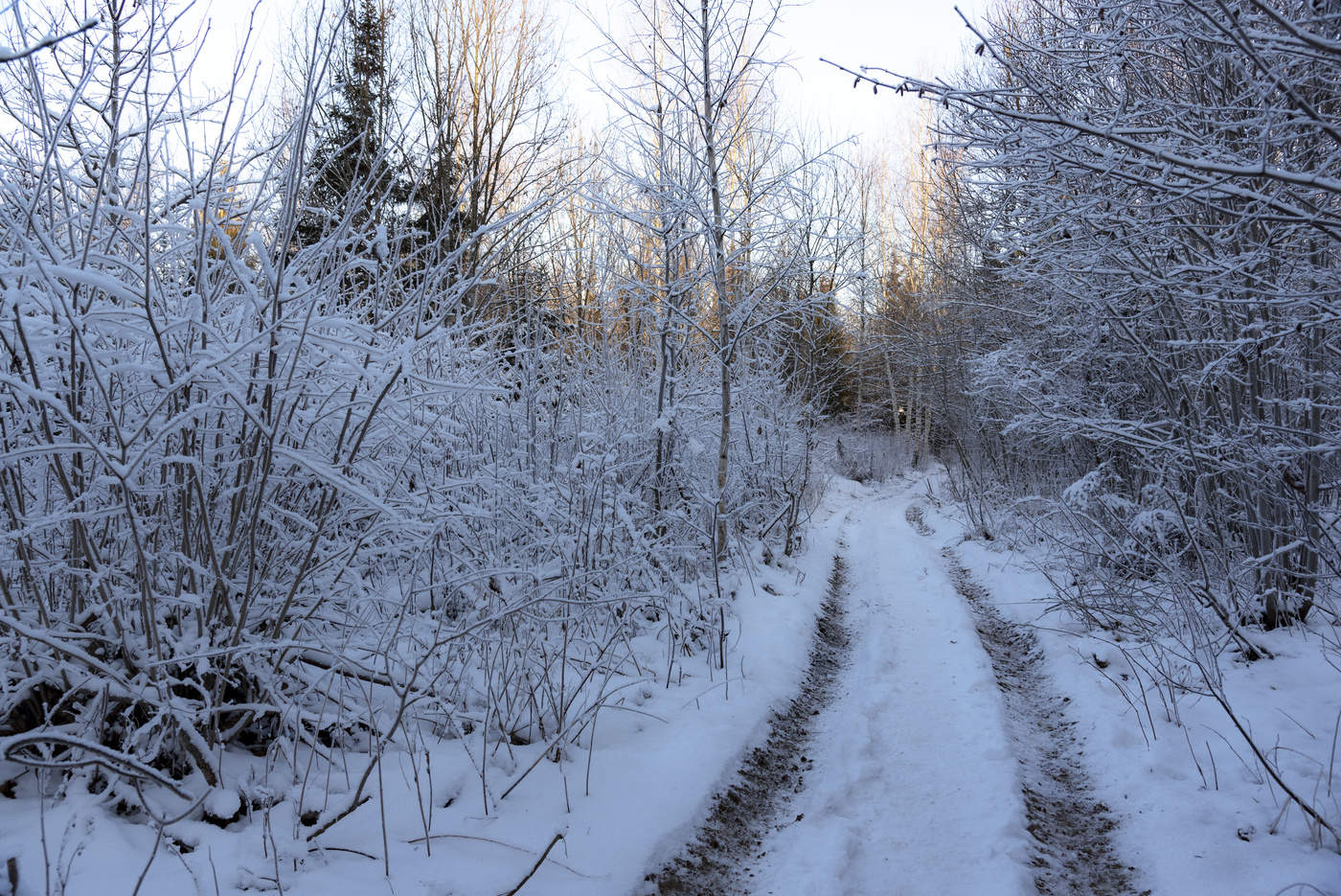 Снежная тайна