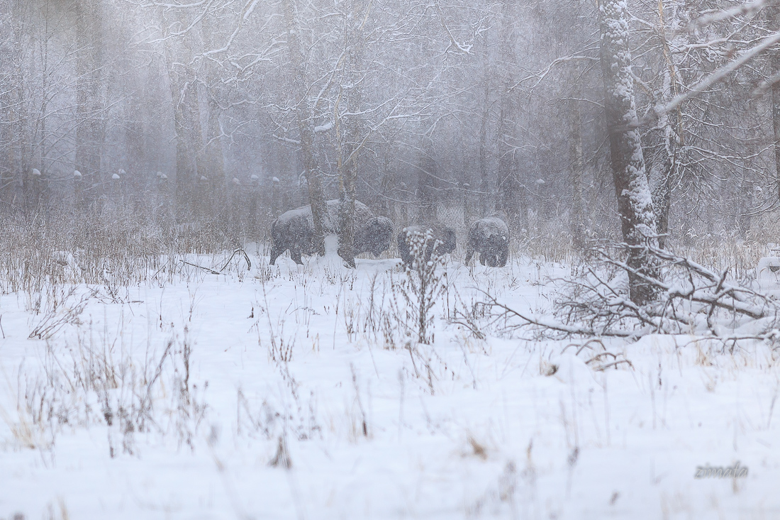 Снежная тайна