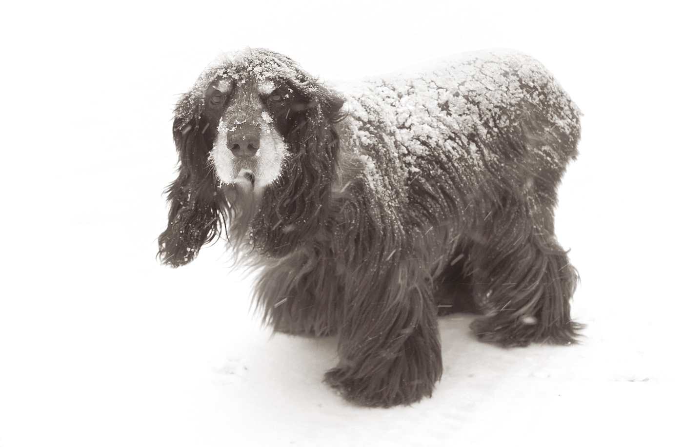 Снежная тайна