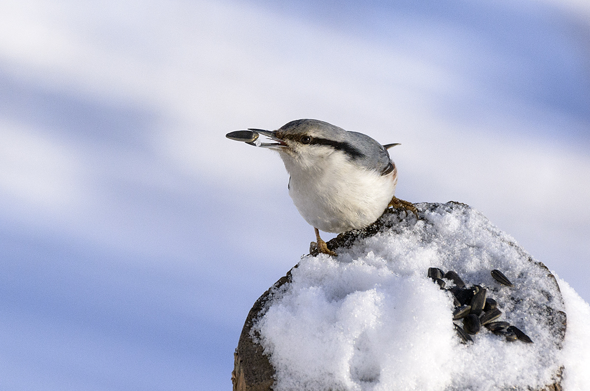А нас и здесь неплохо кормят...
