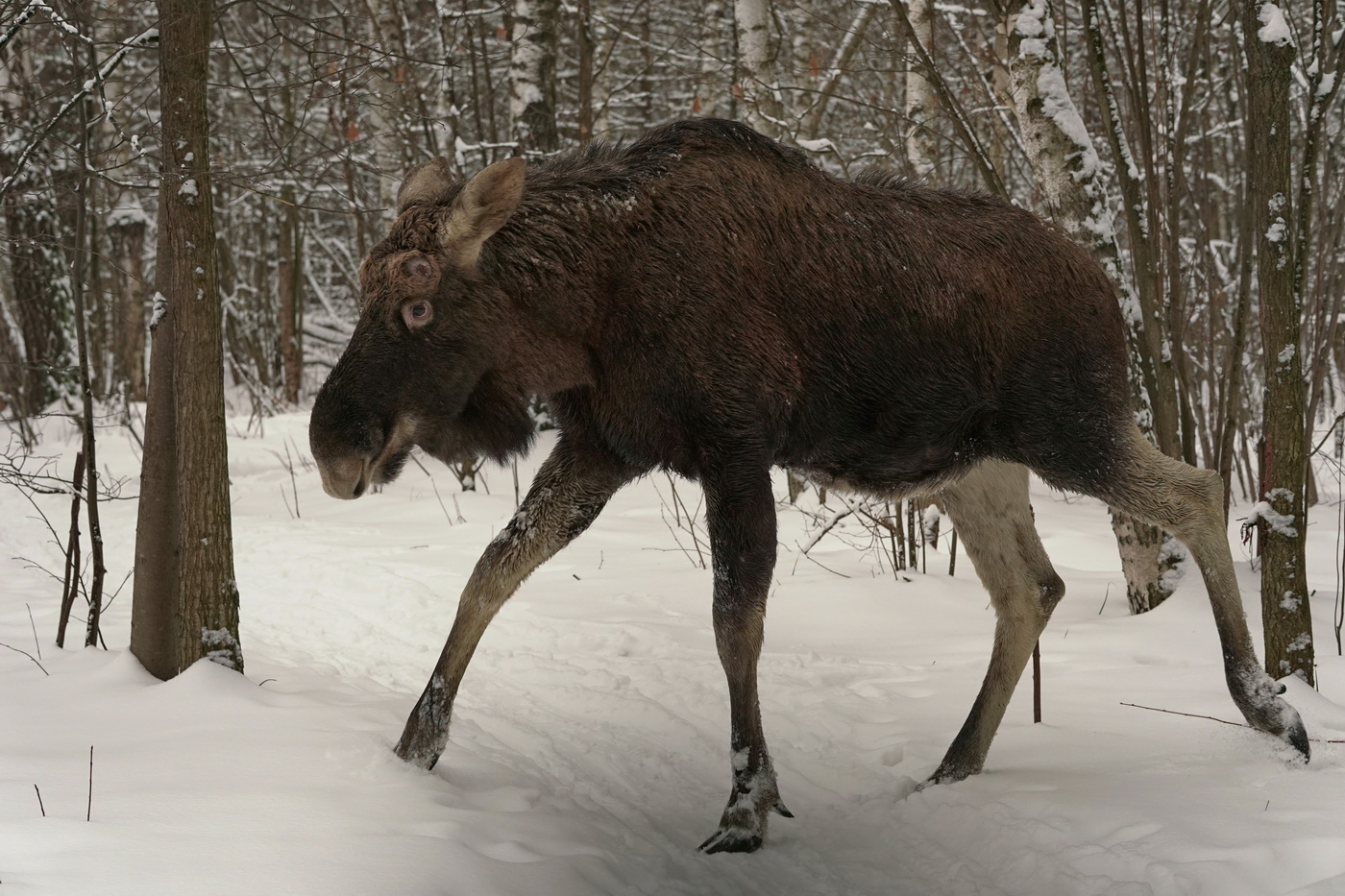 Снежная тайна