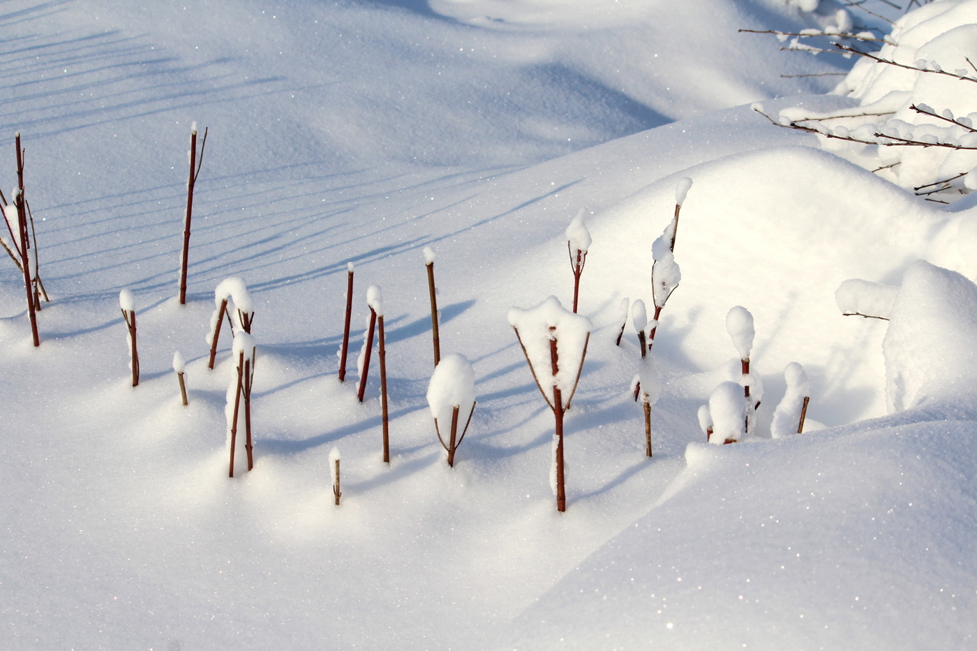 PF-2021Снежная тайна