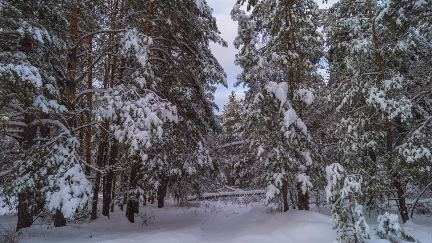 Снежная тайна