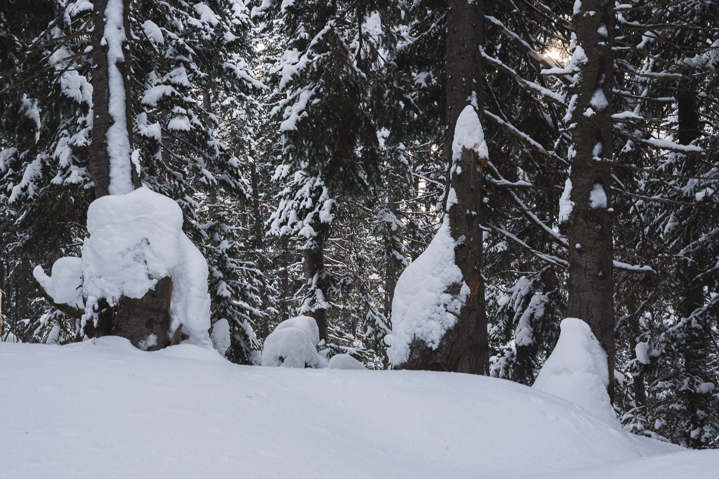Снежная тайна
