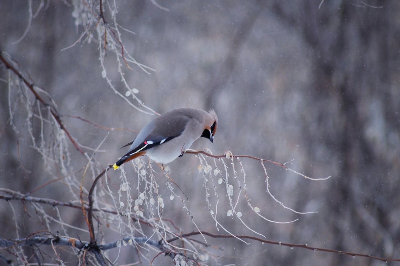 "Еще ягодку"