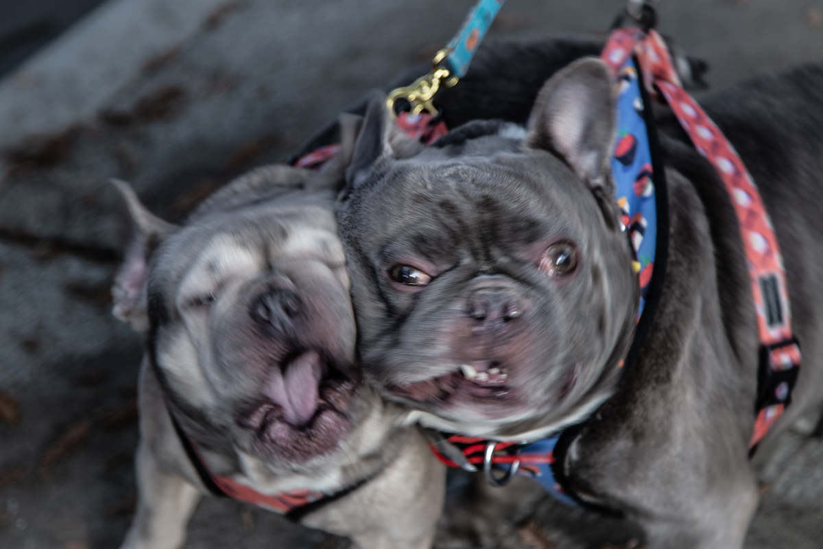 - ПАСТЬ ПОРВЁМ!