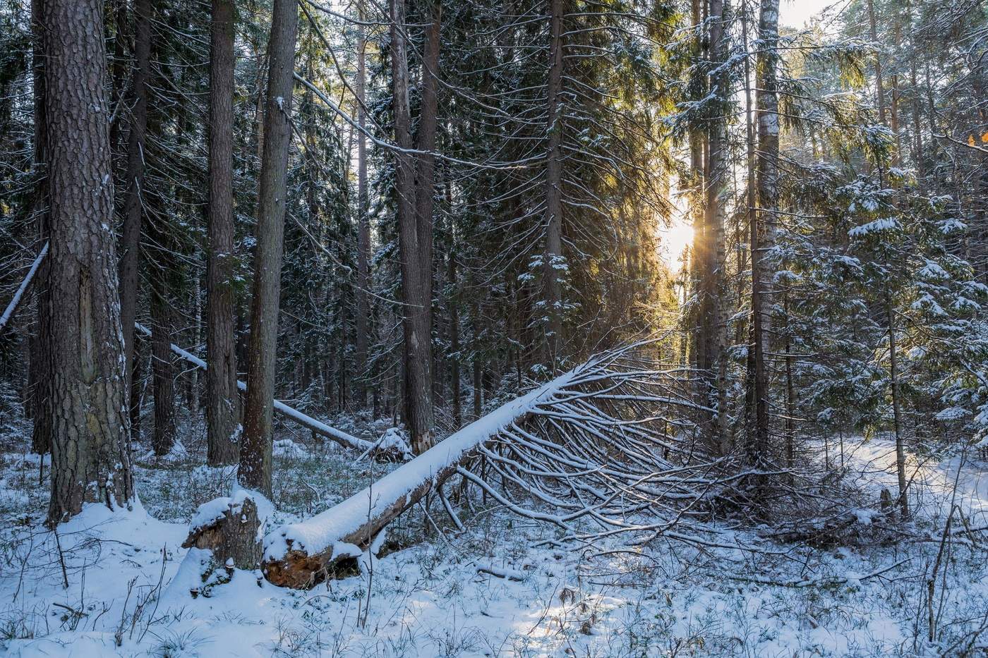Снежная тайна