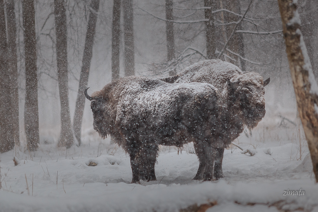 зубры в снегу