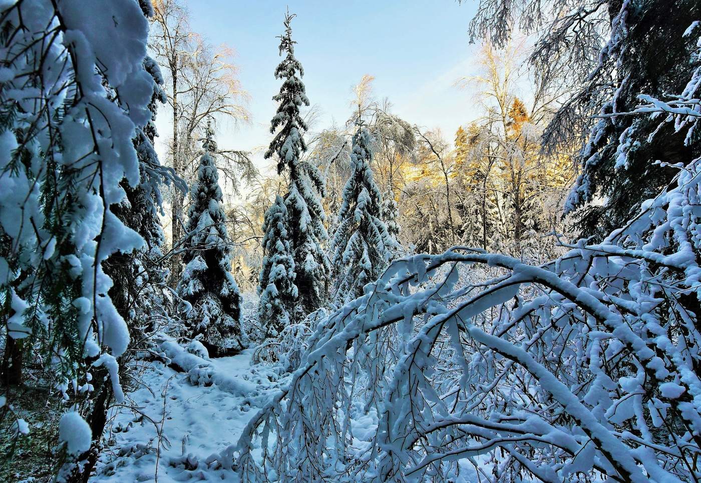 "Темный лес, что шапкой принакрылся чудной..."