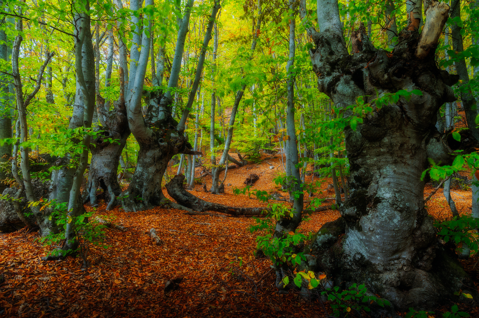 Молчаливые стражи букового леса