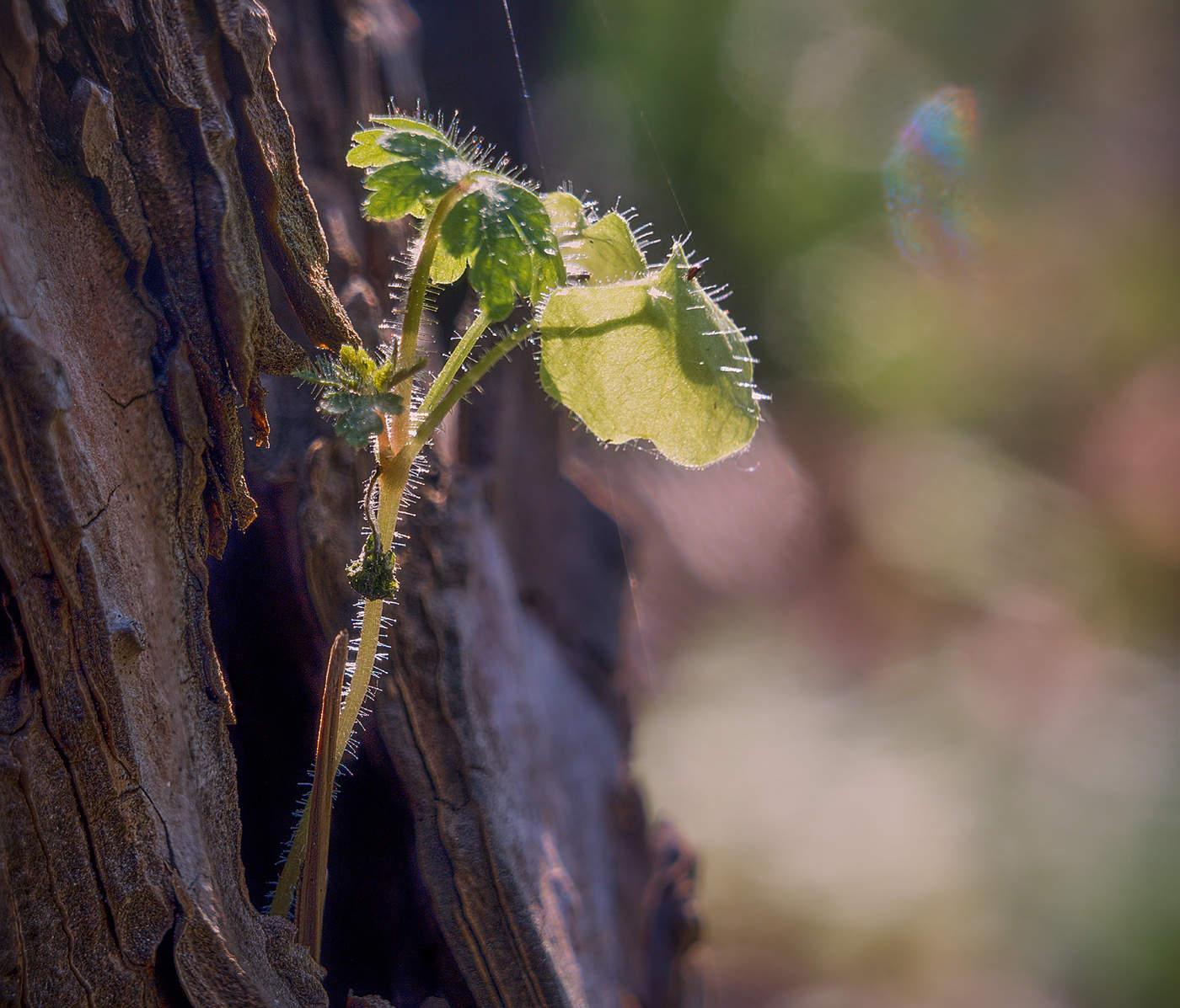 Мелочь лесная