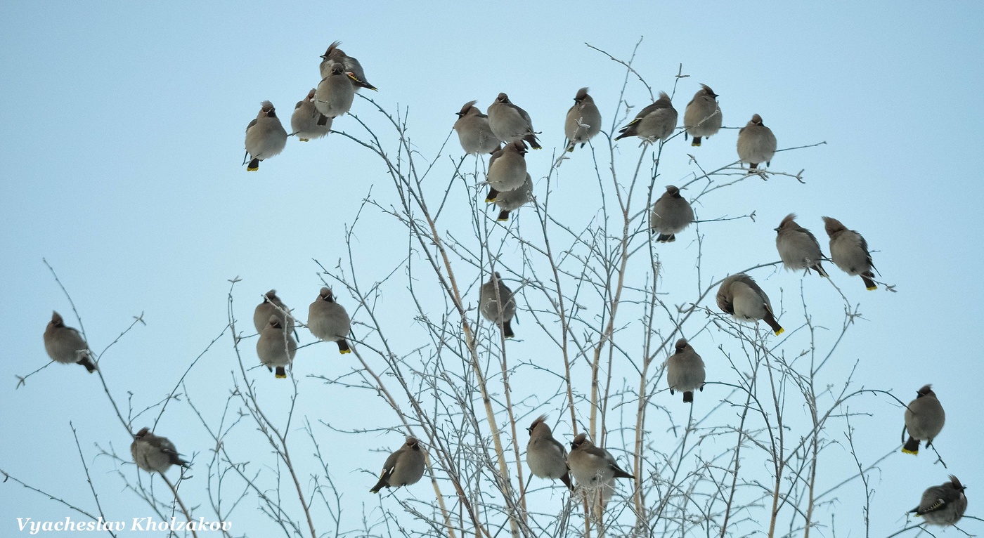 Свиристели на дереве