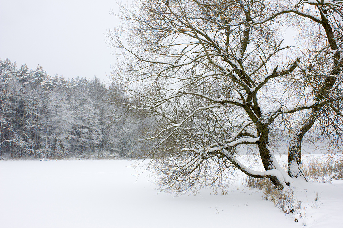 Зимний пейзаж. Вяча.