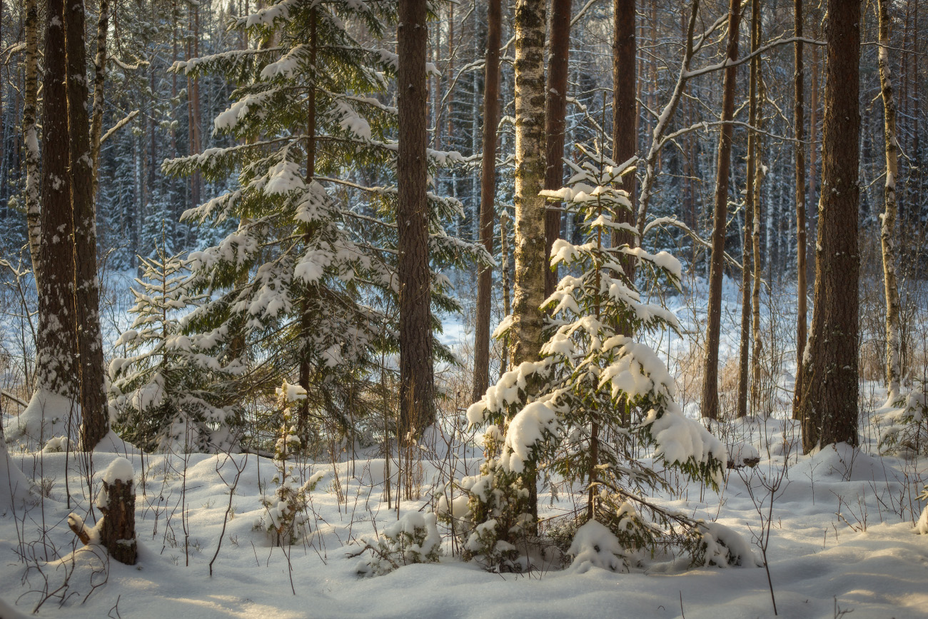 Лесной этюд