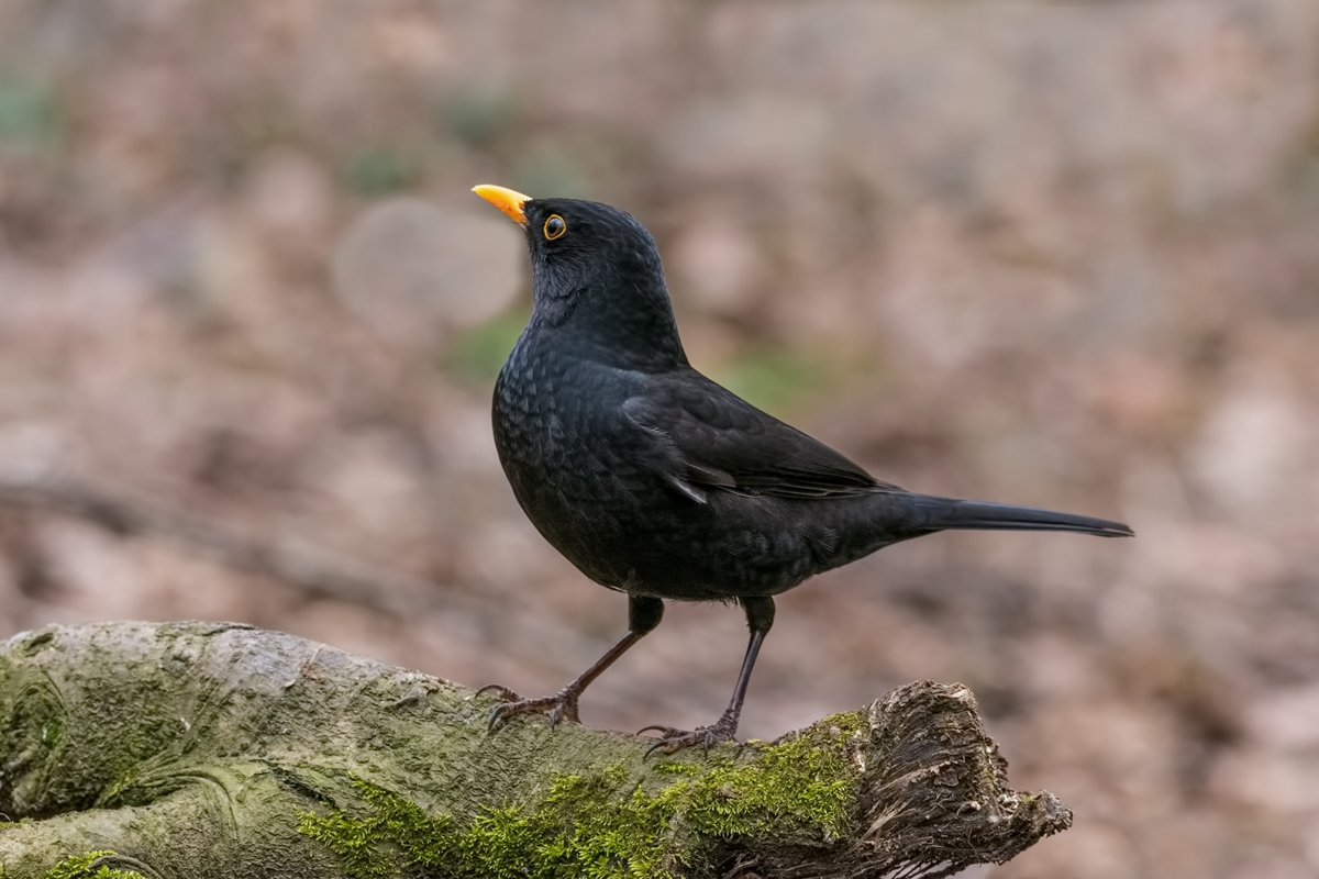 Дрозд чёрный.