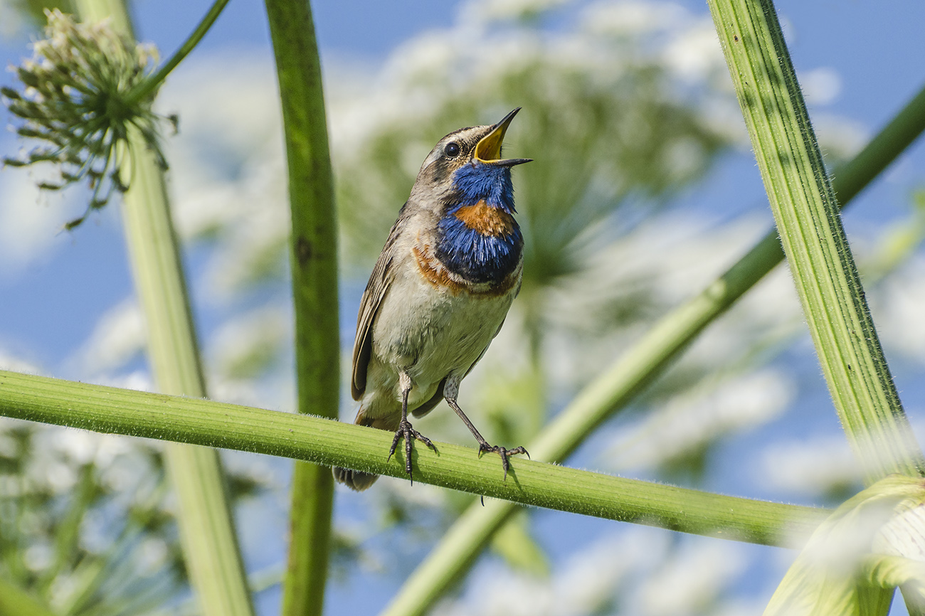 Поющий в борщевике