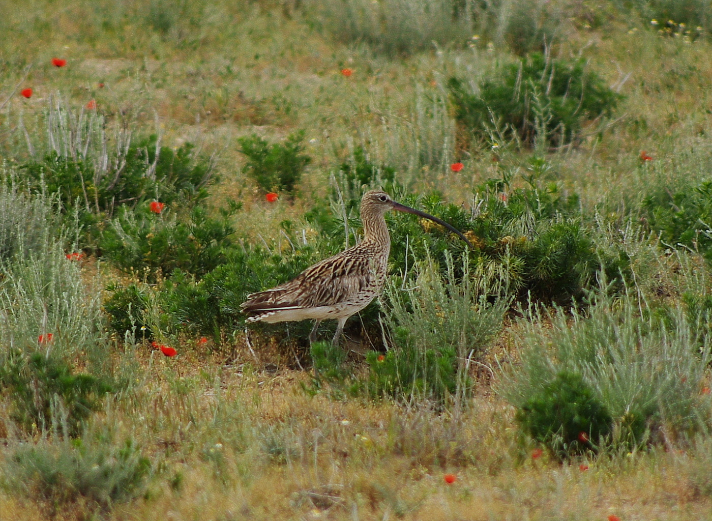 Где-то под Бухарой
