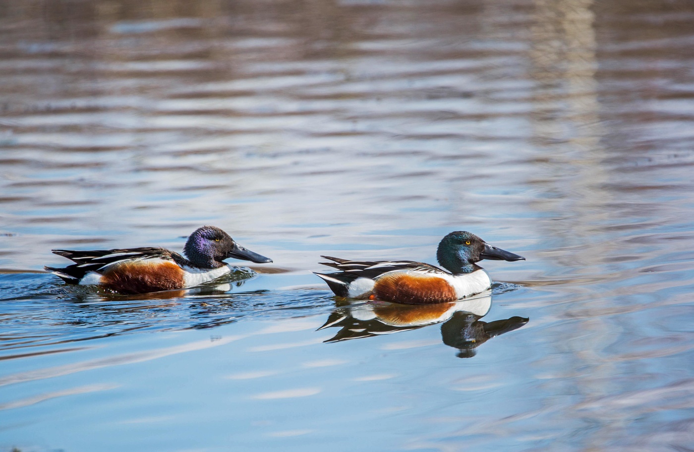 Селезни широконоски