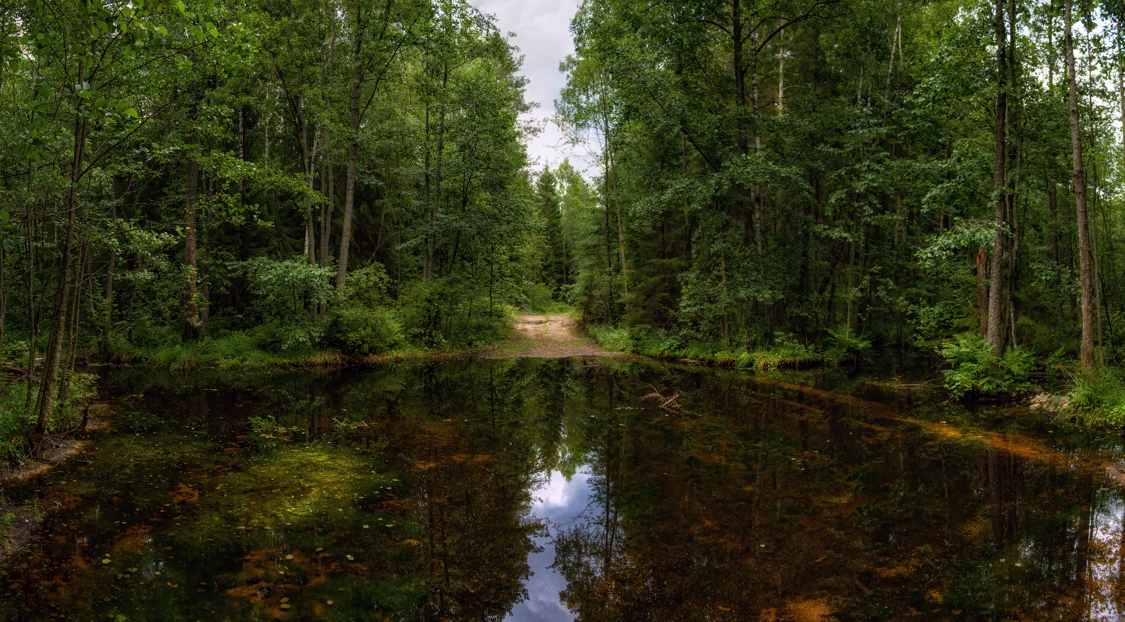 В лесу после дождя