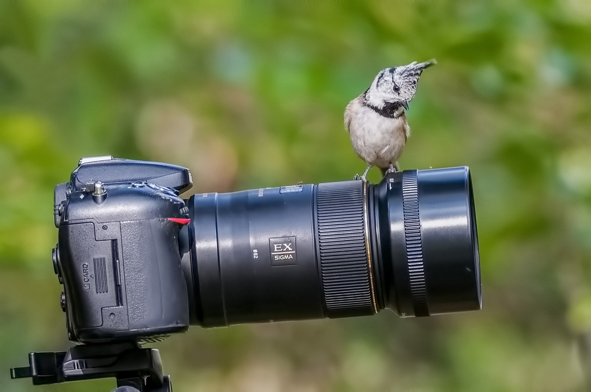 Гренадёрка.