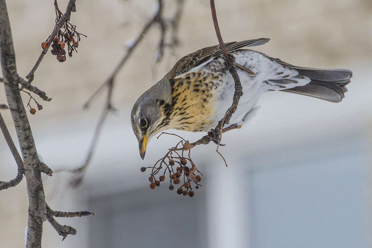 Ягода рябина за собой манила...