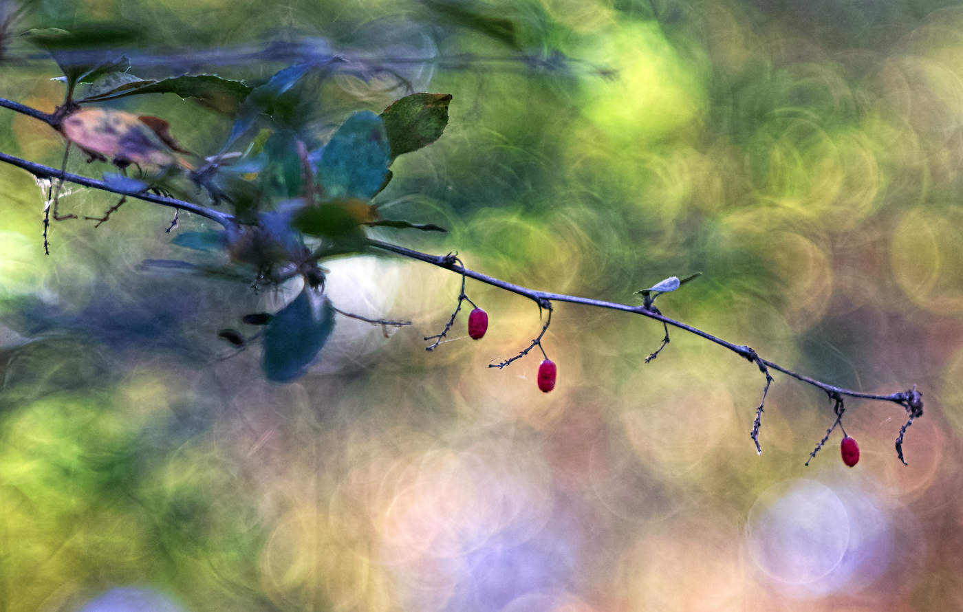 Осенний барбарис