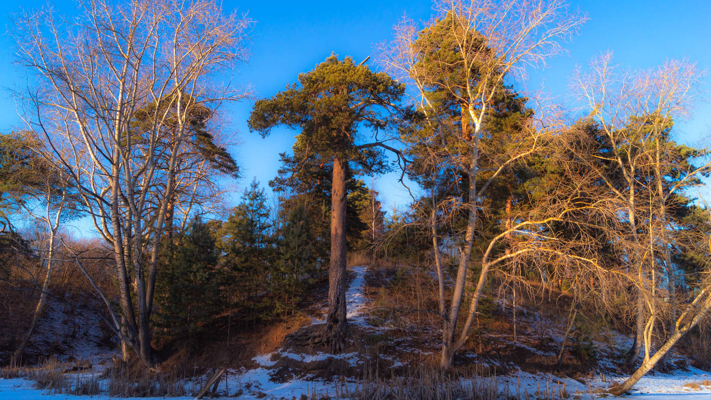 На склоне возле старого пруда, морозным днём красавица сосна...