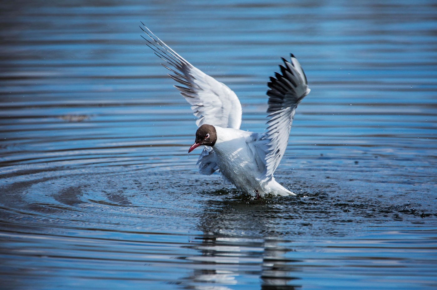 Купание чайки