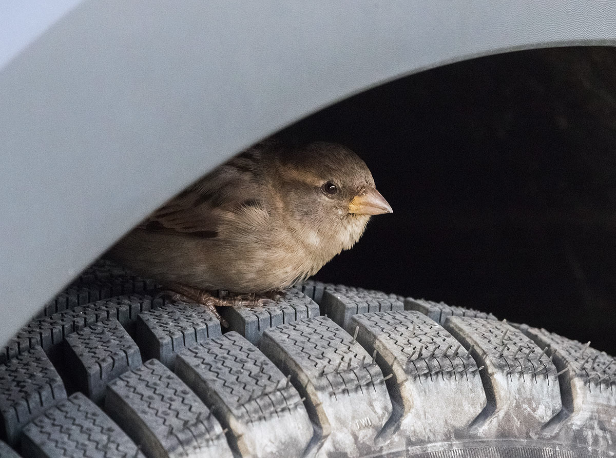 Крылатый под крылом укрылся