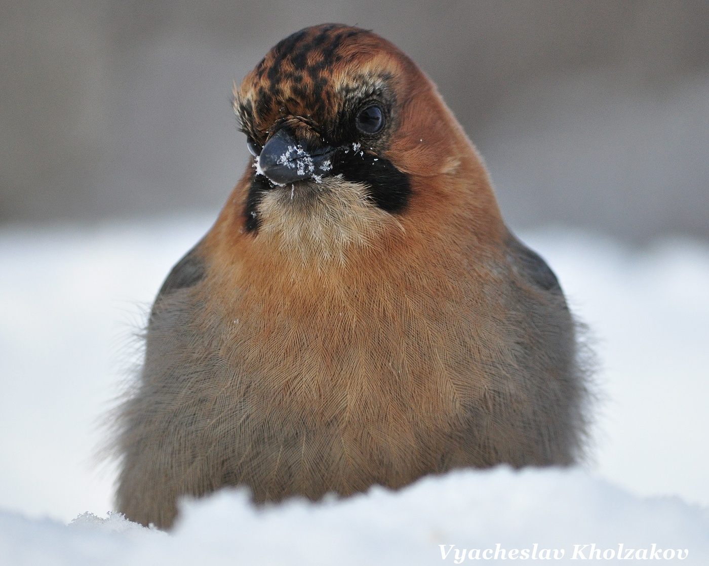 Сойка. Портрет