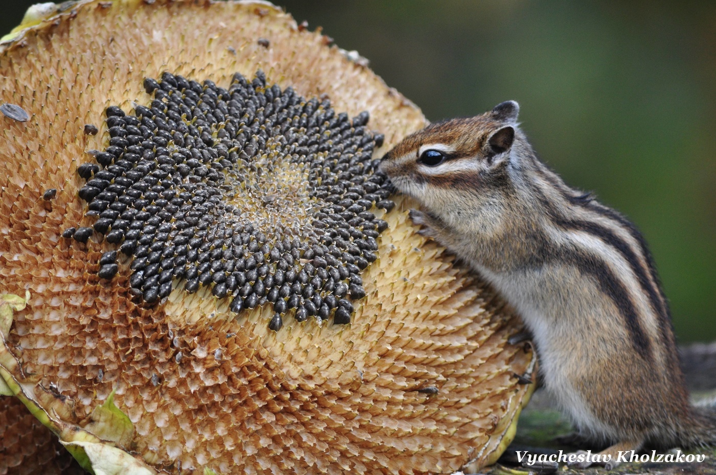Бурундук и подсолнух