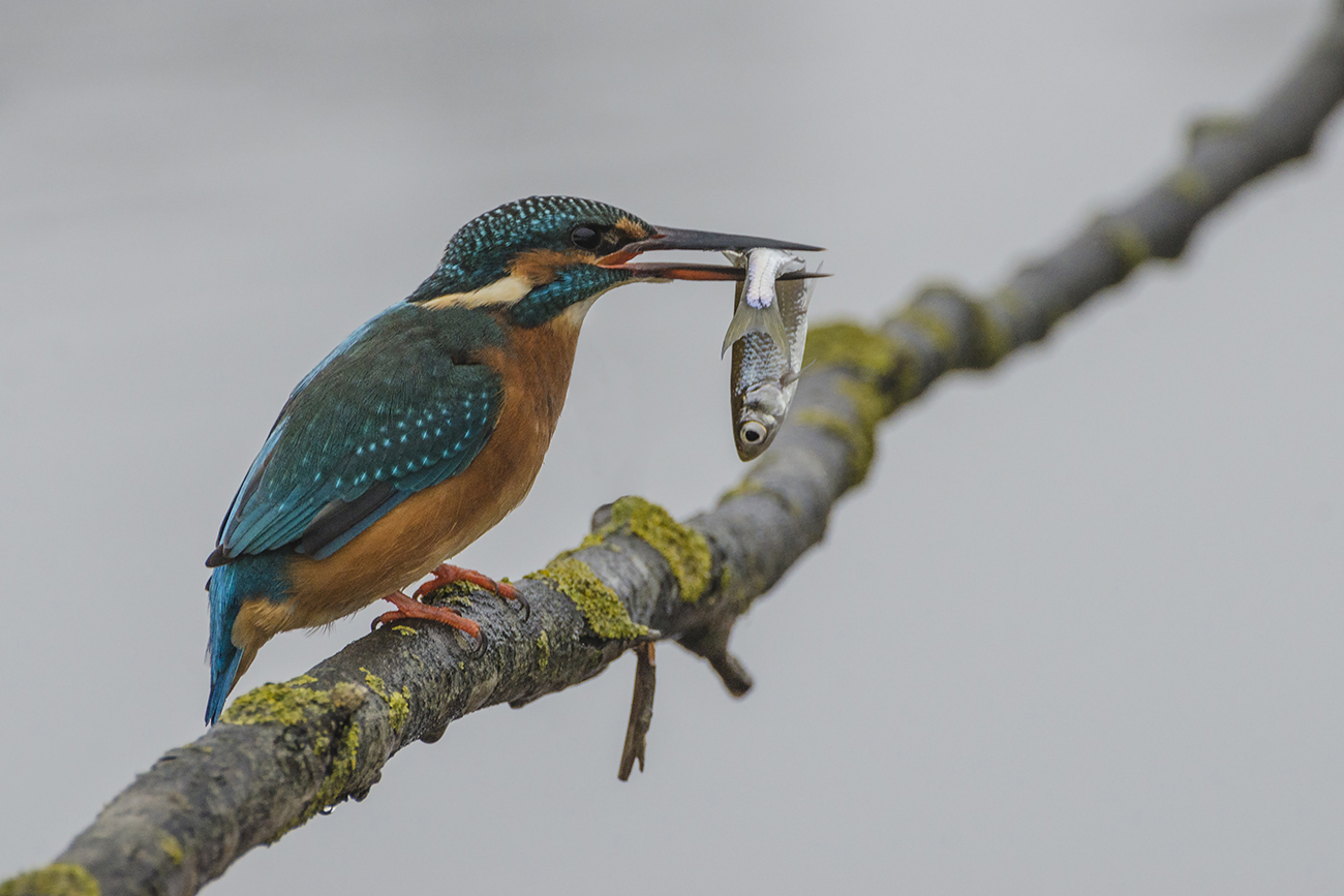 И только зимородок нацелен на крупняк...