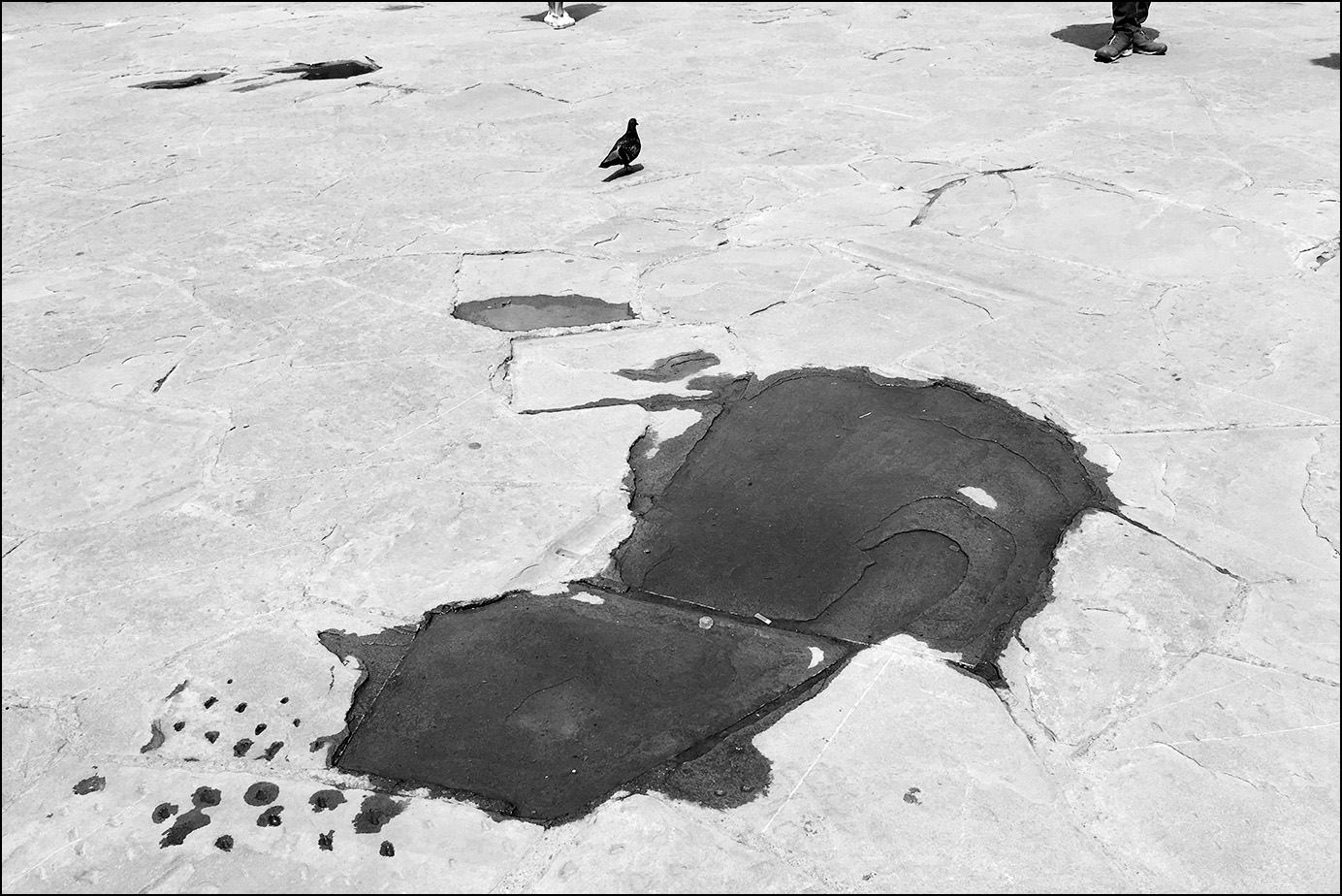 о бычках и голубяхъ