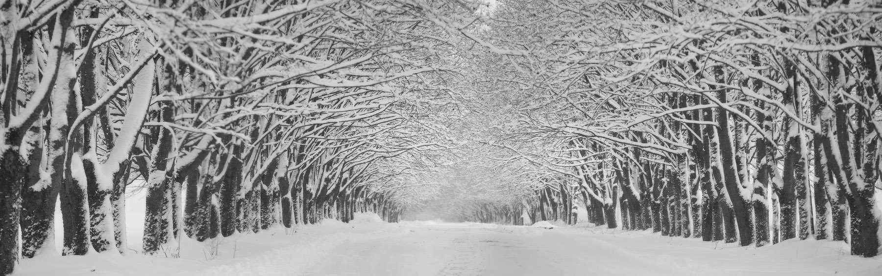 Зимняя Аллея