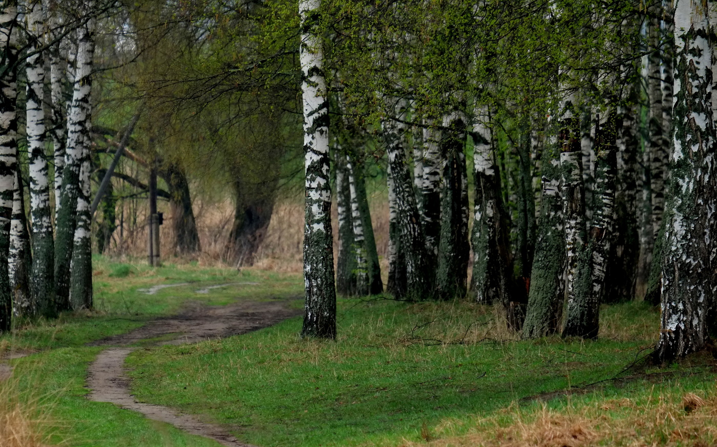Весенние берёзы.