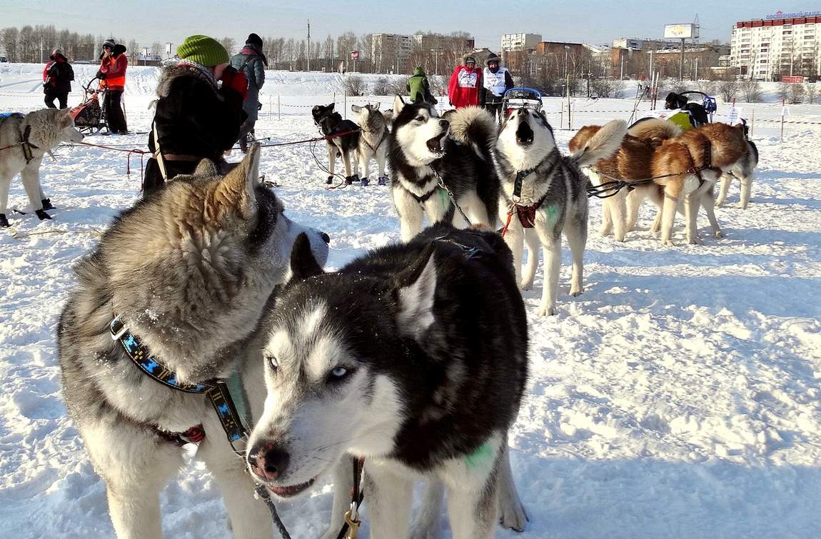 Песни Хаски перед большими соревнованиями
