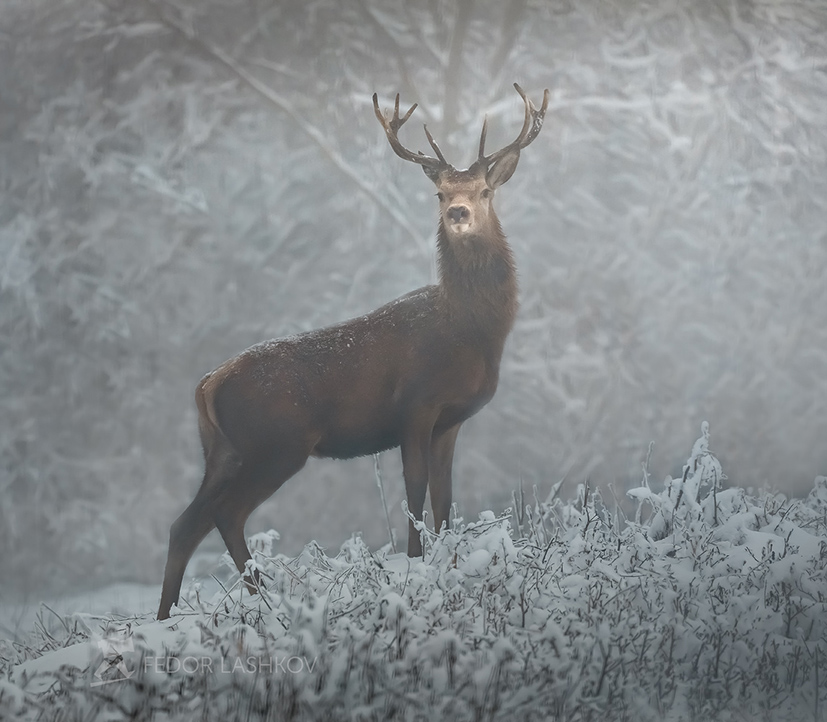 Благородный олень