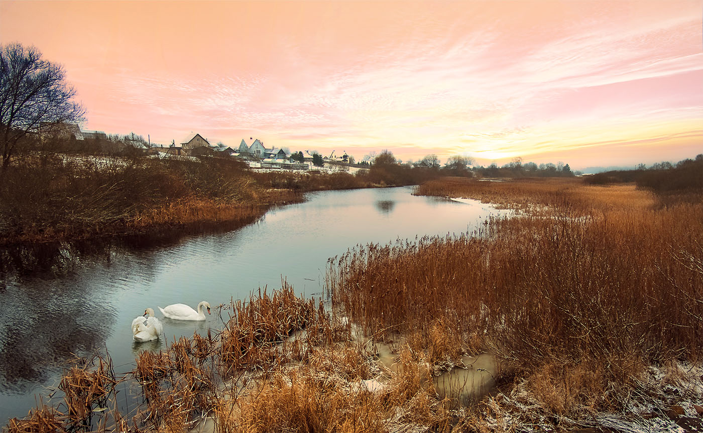 Про лебедей