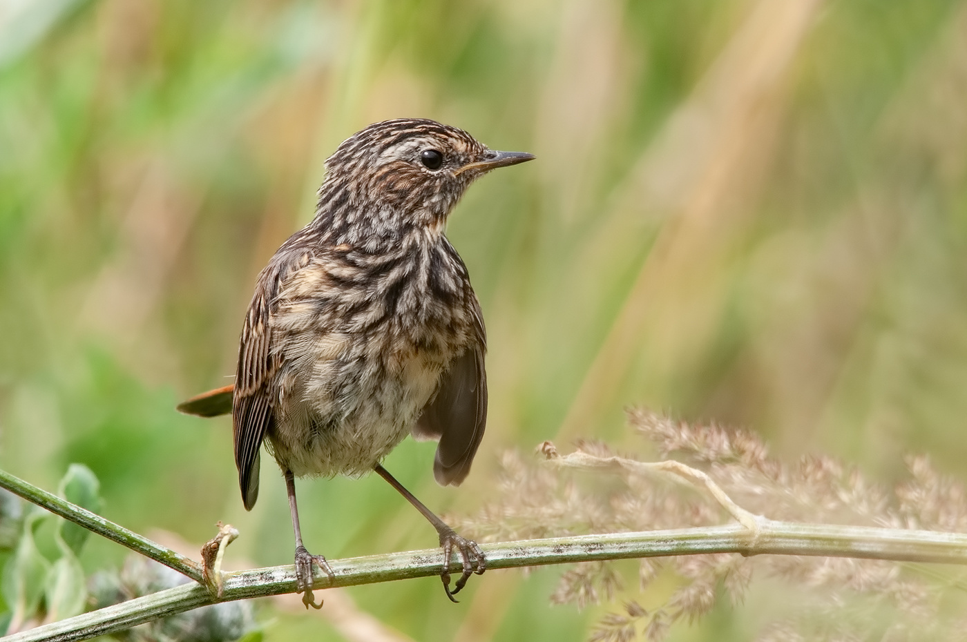 Наглый птенчик.