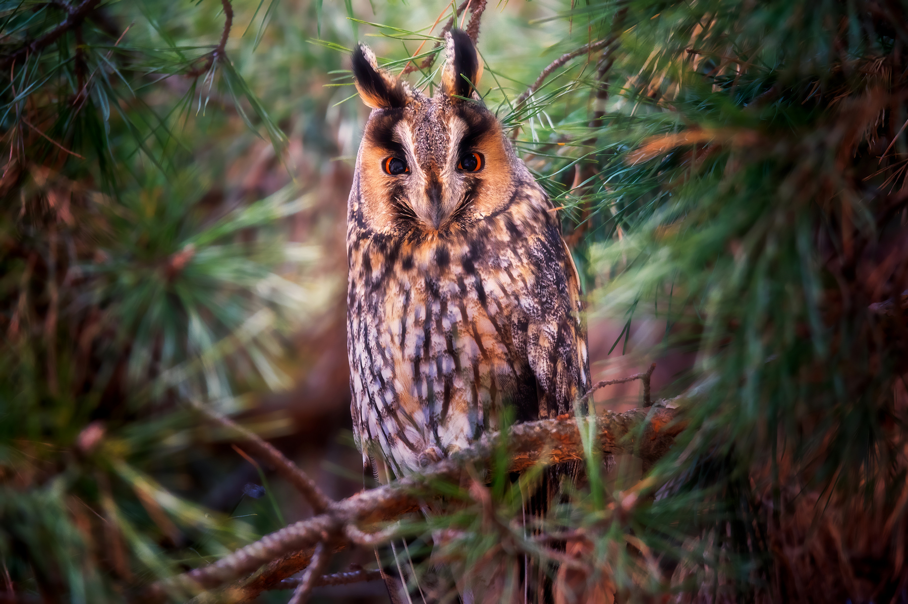 Я слежу за тобой