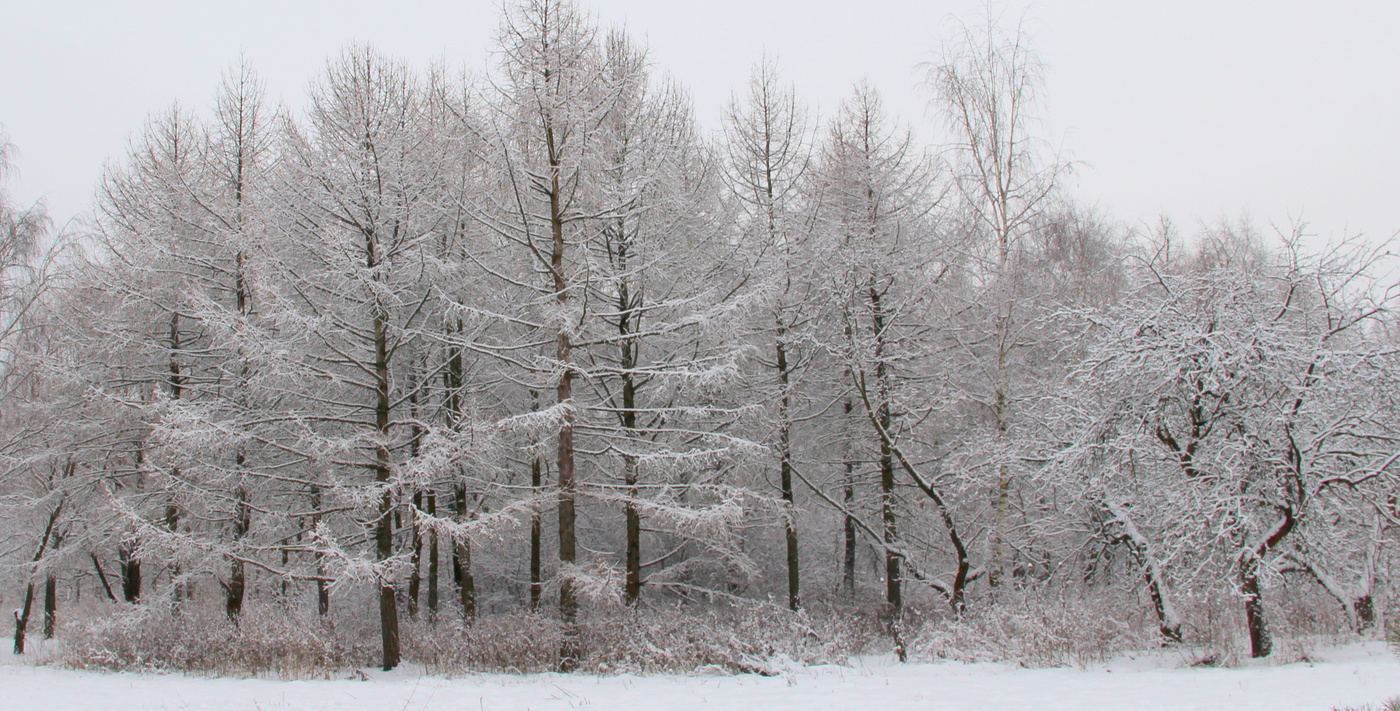 Зима в лесу.