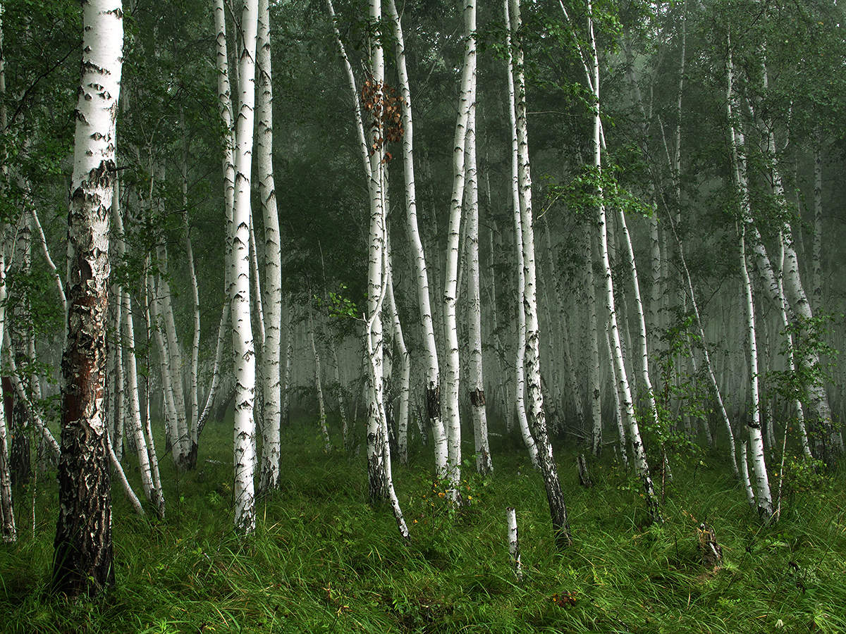 Зелёный шум